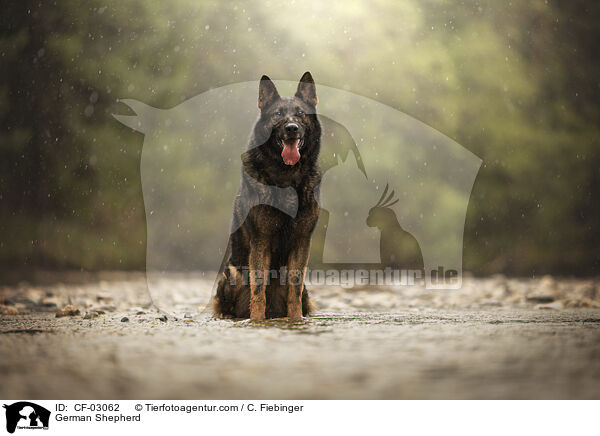 German Shepherd / CF-03062