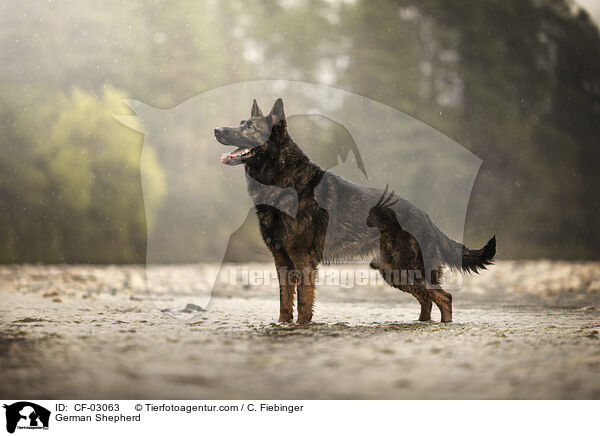 German Shepherd / CF-03063