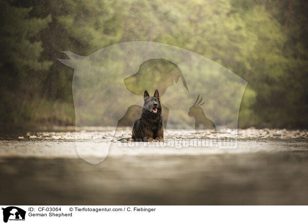 Deutscher Schferhund / German Shepherd / CF-03064