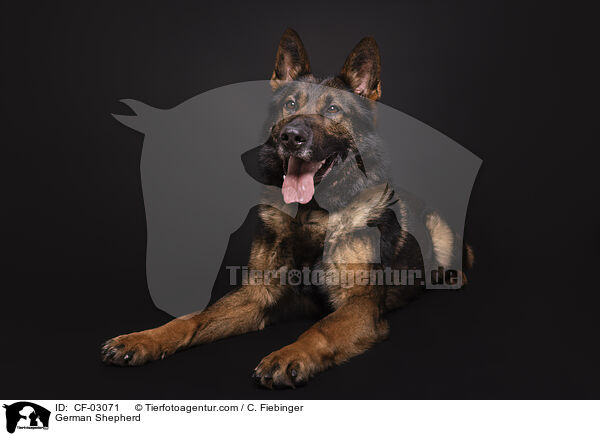 German Shepherd / CF-03071