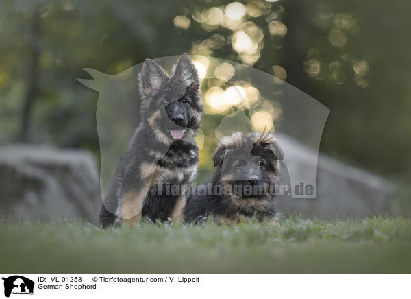 Deutscher Schferhund / German Shepherd / VL-01258