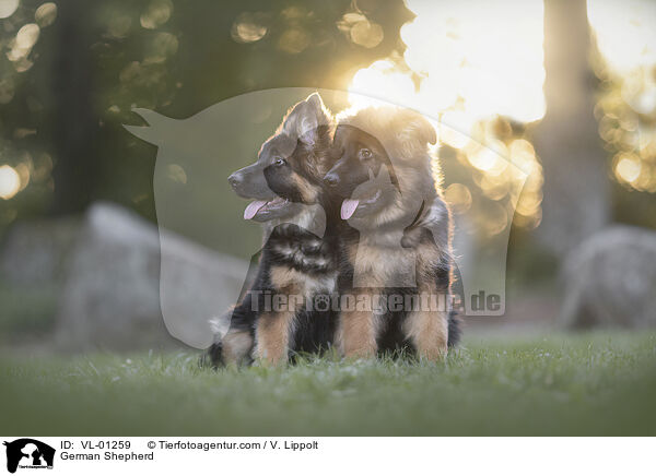 Deutscher Schferhund / German Shepherd / VL-01259