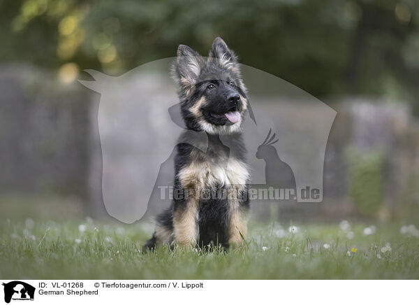 Deutscher Schferhund / German Shepherd / VL-01268