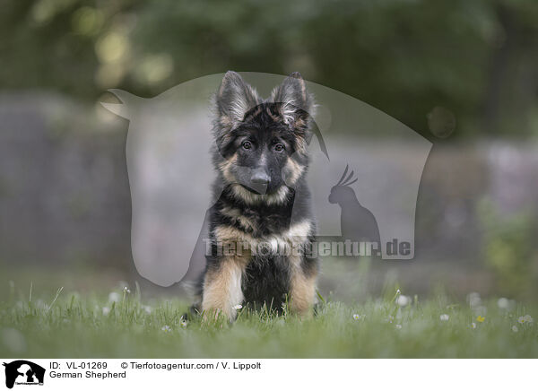 Deutscher Schferhund / German Shepherd / VL-01269