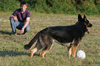 German Shepherd