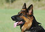 German Shepherd Portrait