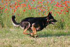 running german shepherd