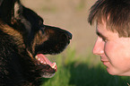 shepherd portrait