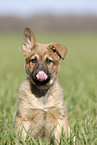 German Shepherd Puppy
