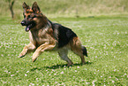 running German Shepherd