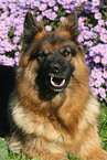 German shepherd