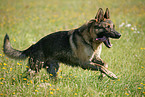 running German Shepherd