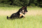 running German Shepherd