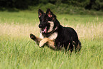 running German Shepherd
