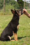 german shepherd puppy