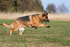 running German Shepherd
