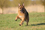 running German Shepherd