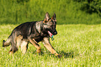 playing German Shepherd