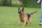 German Shepherd
