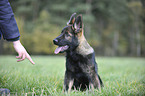 young German Shepherd