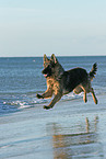 running German Shepherd
