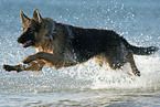 bathing German Shepherd