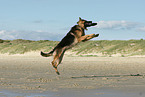 playing German Shepherd