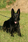German Shepherd