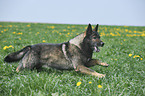 running German Shepherd