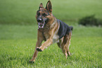 running German Shepherd