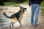 walking German Shepherd