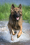 running German Shepherd