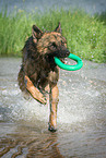 playing German Shepherd