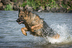 running German Shepherd
