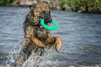 playing German Shepherd