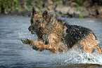 running German Shepherd