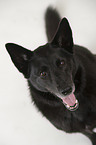 German Shepherd Portrait