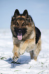 running German Shepherd