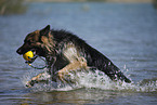 playing German Shepherd