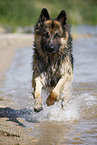 running German Shepherd