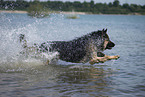 running German Shepherd