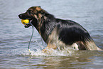 playing German Shepherd