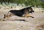 running German Shepherd