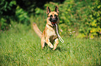 playing German Shepherd