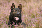 German Shepherd Portrait