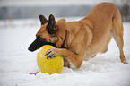playing German Shepherd