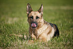 lying German Shepherd