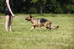 running German Shepherd