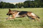running German Shepherd