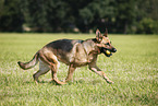 running German Shepherd